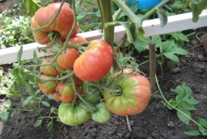 Caractéristiques et description des variétés de tomates sans dimension