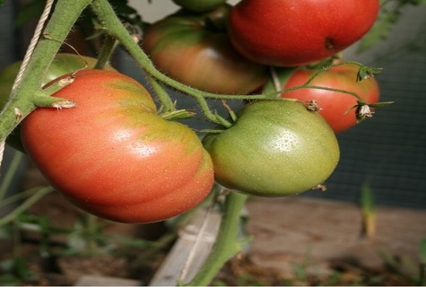 tomate maduro