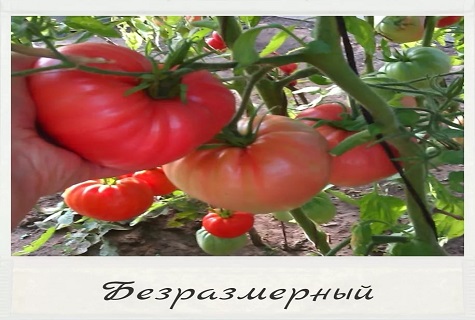 vegetables in the garden