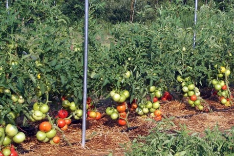 Tomate Boeuf Rose Brandy dans le jardin