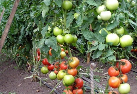 arbustes de tomates Ekaterina