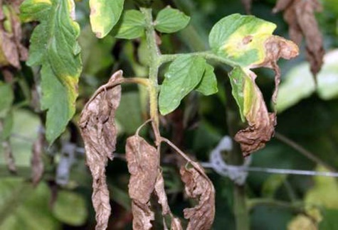 dry tomato leaves