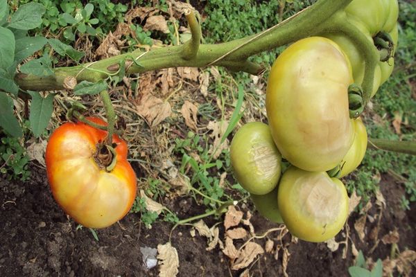 enfermedades del tomate