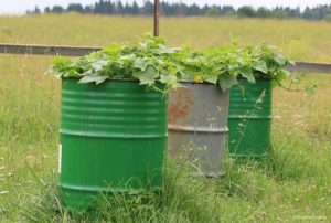 Culture et soin étape par étape des concombres en barrique