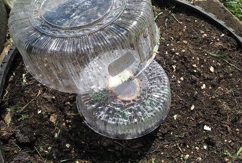 Step-by-step cultivation and care of cucumbers in a barrel