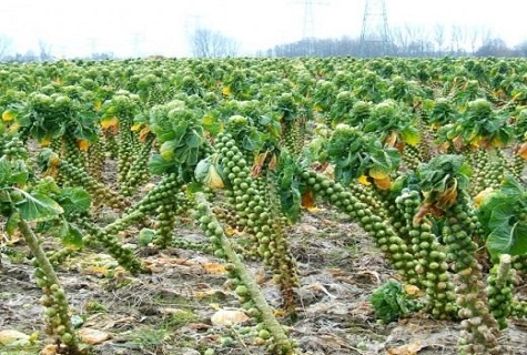 campo con repollo