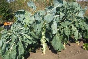 Growing and caring for Brussels sprouts in the open field