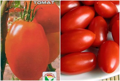 puteri biji tomato