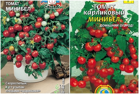 tomato seeds minibel