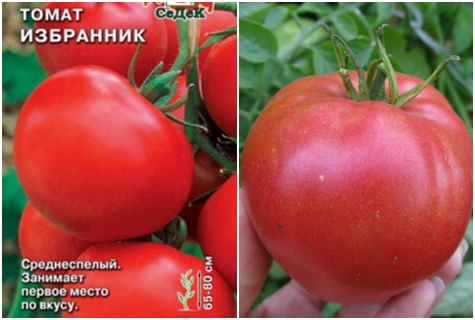 variedad de tomate elegida