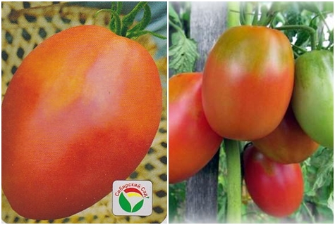 tomato seeds Altayechka