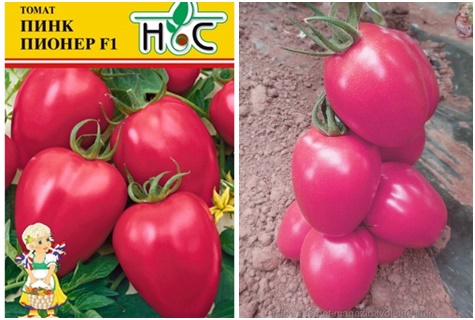 tomato seeds Pink Pioneer