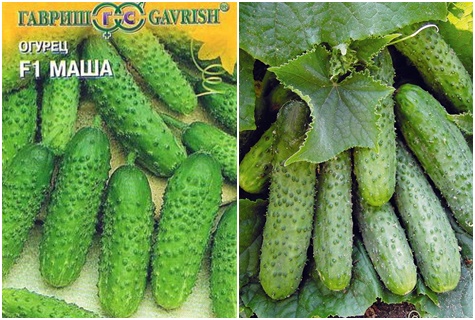 cucumber seeds masha