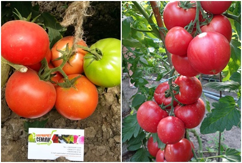 tomate rosa Claire en el jardín