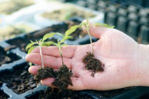 What to do if a black leg appears in tomato seedlings