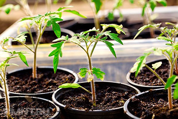 tomato seedlings