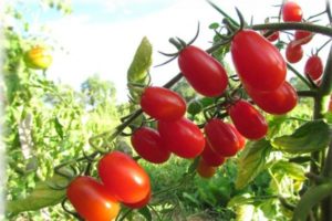 Caractéristiques et description de la variété de tomate Cherry Blosem F1