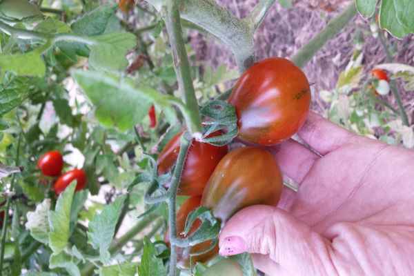 cherry blossom tomato