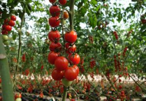 Bilakah menanam anak benih dan bagaimana menanam tomato ceri di luar rumah dan di rumah hijau