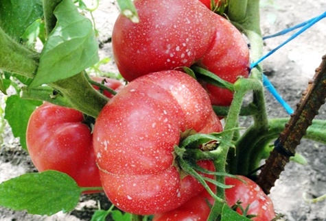 tomatoes Raspberry sunset