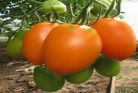 tomato chukhloma