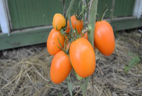 buisson de tomates mûres