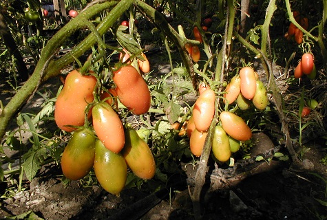 tomatoes in the shade