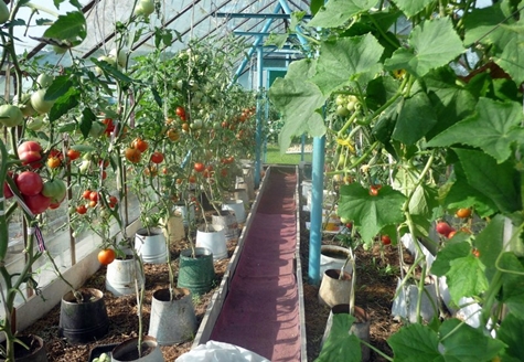 tomatoes in buckets in a greenhouse