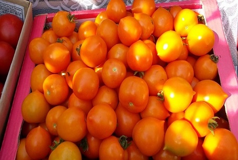 tomate immunitaire