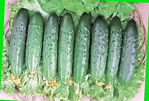 German cucumber