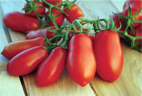 Dames de tomates doigts sur la table