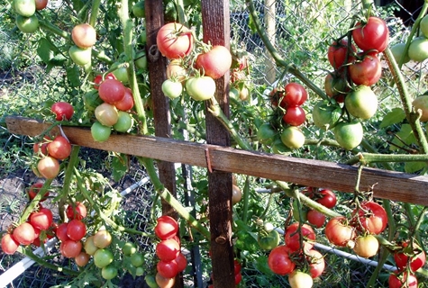 tomato vine