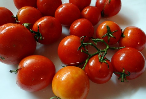 sekumpulan tomato jauh ke utara