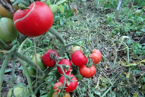 champignon de tomate moulu dans le jardin