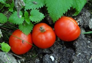 Caractéristiques et description de la variété de tomate Gruntovy Gribovsky