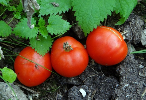 l'apparence des tomates est un champignon moulu