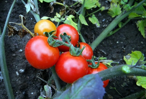 apparence de la tomate loin au nord