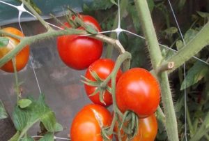 Characteristics and description of the tomato variety Dvortsovy, yield