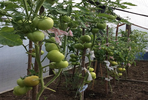 bushes in the greenhouse