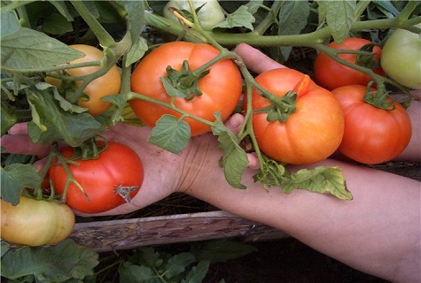 tomato on the palms