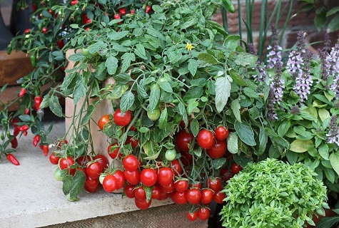 verduras en el porche