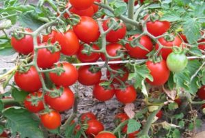 Growing with a description and characteristics of the tomato variety Thumbelina