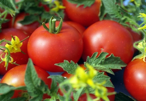 arbustes de tomates Jane