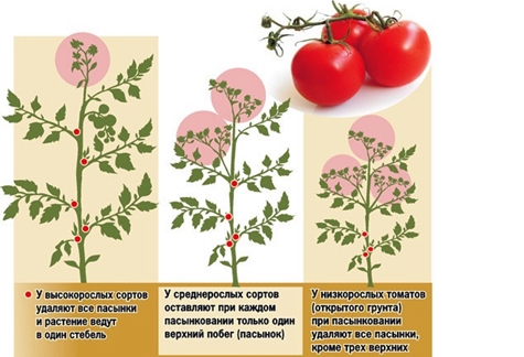 règles pour pincer les tomates