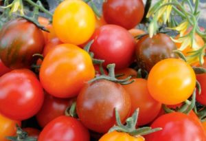 Description and characteristics of the tomato variety Kish mish