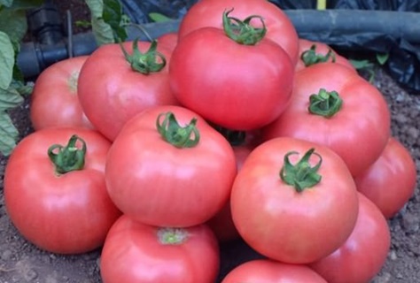 tomato crop supergiant pink f1