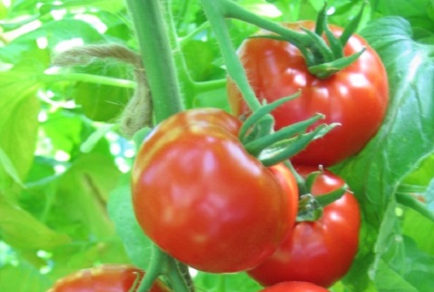 tomato tenaga