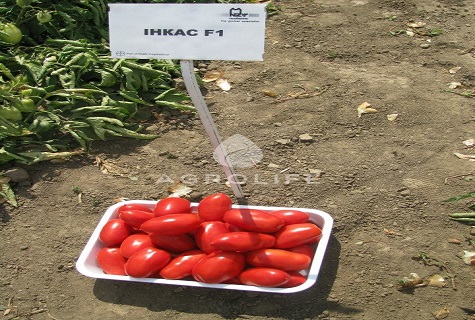 tomates incas