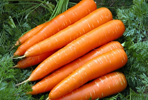 carrots in the garden