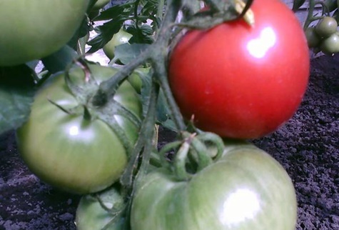 apariencia de papa tomate